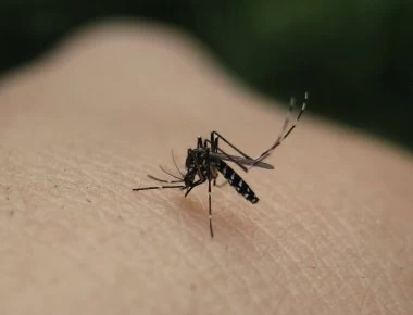 Κουνούπια: Το κόλπο πριν βγείτε έξω για να μην σας τσιμπάνε